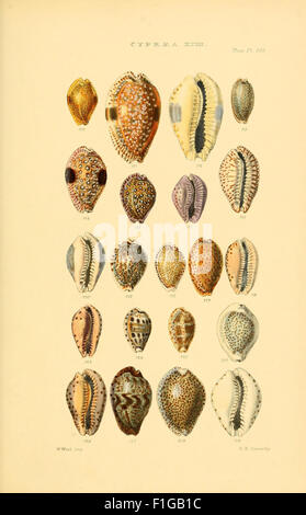 This work is a comprehensive catalog of shell genera, with detailed ...