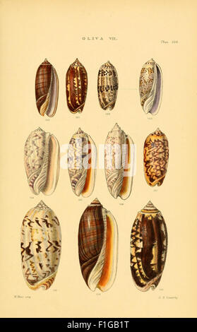 Thesaurus Conchyliorum, Or, Monographs Of Genera Of Shells Stock Photo ...