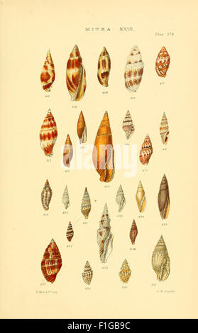 'Thesaurus Conchyliorum' is a comprehensive study of molluscan shells ...