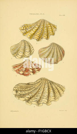 *Thesaurus Conchyliorum* is a monograph dedicated to the classification ...