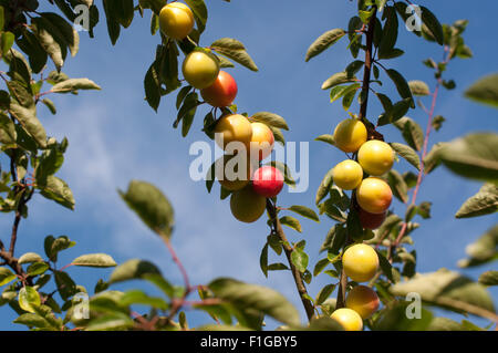 Reneclaudenbaum mit Früchten kurz vor der Reife im Juli. Stock Photo