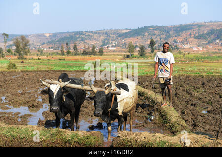 Plowing the fields in preparation for a new rice crop. Stock Photo