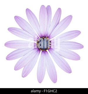 blue osteospermum daisy flower isolated on white with clipping path Stock Photo
