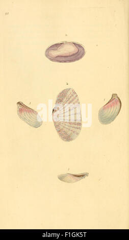 'The Natural History of British Shells' is a comprehensive study of the ...