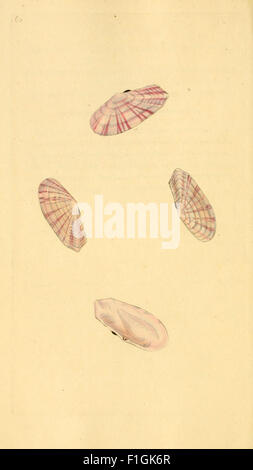'The Natural History of British Shells' includes detailed depictions of ...