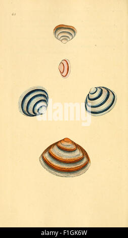 'The Natural History of British Shells' focuses on the shell species ...