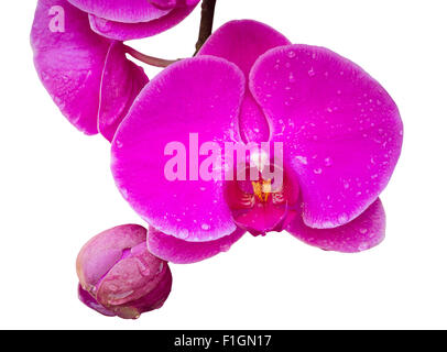 pink phalaenopsis orchid flower isolated on white with clipping path Stock Photo
