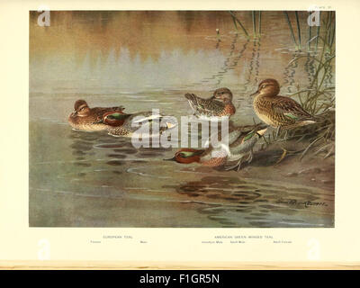 Image showcasing Understanding duck mating and courtship - Tyrant Farms