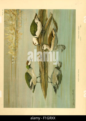 Duck Study 'A Natural History of the Ducks' is a detailed work on the various ...