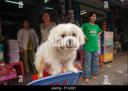 Vietnam street life, in the Cholon area of Ho Chi Minh City a dog waits patiently for its owner to clip its coat, Saigon, Ho Chi Minh City. Stock Photo