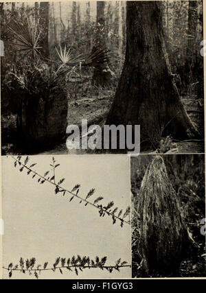 The Tree Book, a 1920 guide detailing the identification, uses, and ...