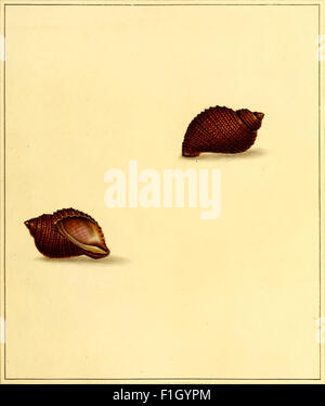 'The Universal Conchologist' (1789) presents detailed illustrations of ...