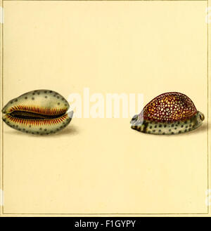 'The Universal Conchologist' (1789) is a comprehensive guide to shells ...