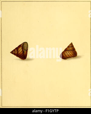 This 1789 conchological work presents detailed and accurate depictions ...