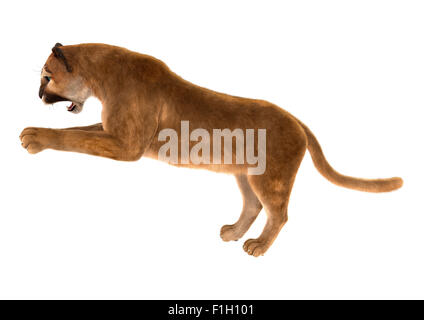 3D digital render of a big cat puma isolated on white background Stock Photo