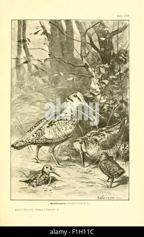 This vintage work focuses on the anatomy and classification of ...