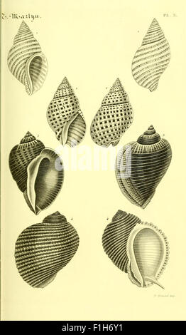 This conchological library catalog showcases a collection of mollusk ...