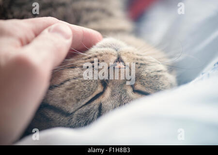 British shorthair cat lying down resting. Hand of a man stroking the fur with love and affection. Stock Photo