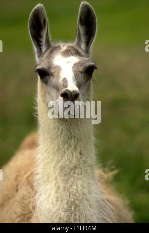 Llama / South American animal Stock Photo