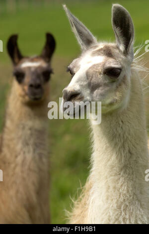 Llamas / South American animals Stock Photo