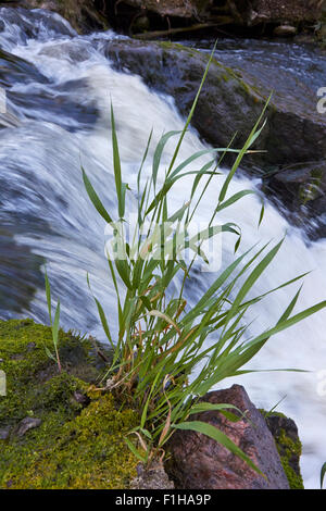 Myllykulma rapids, Orimattila Finland Stock Photo