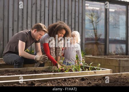 Boy and parents tending plants in raised bed Stock Photo