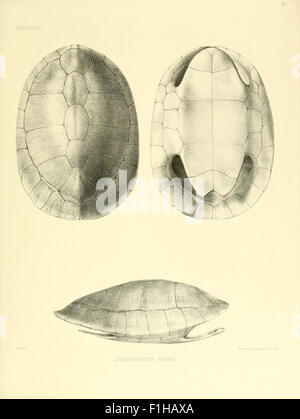 Catalogue of shield reptiles in the collection of the British Museum Stock Photo