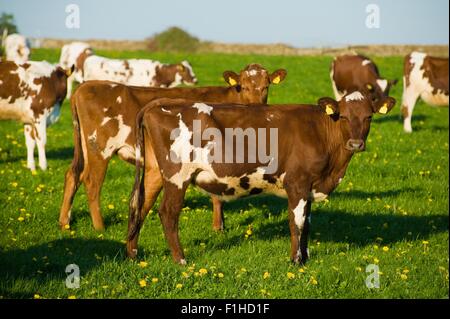 Group of brown and white cows in spring field Stock Photo