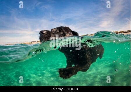 Labrador retriever swimming in water, surface level view Stock Photo