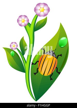 colorado beetle on leaf potato isolated on white background vector illustration Stock Vector