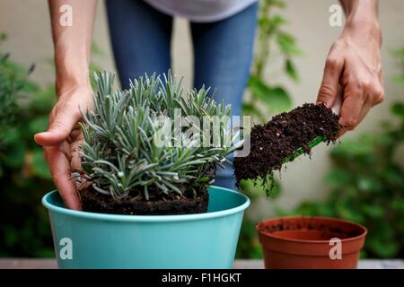 Cropped view of hands using trowel to add soil to potted plant Stock Photo