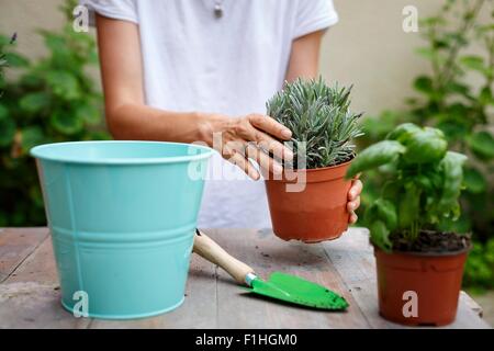 Cropped mid section of woman potting plants Stock Photo
