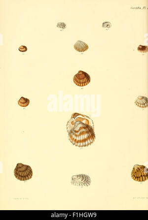 This plate from 'Conchologia Iconica' illustrates the shell structure ...