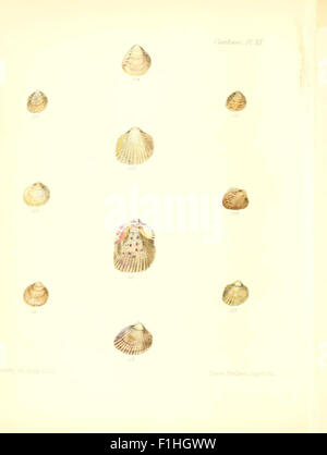 'Conchologia Iconica' is an illustrated work on the shells of mollusks ...