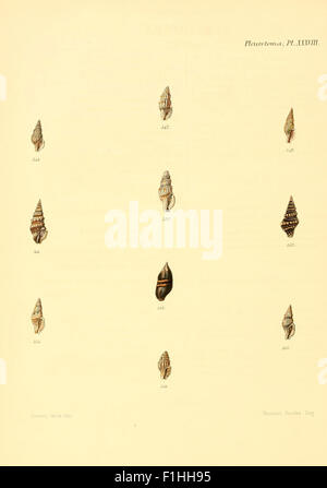 This plate from 'Conchologia Iconica' features detailed illustrations ...