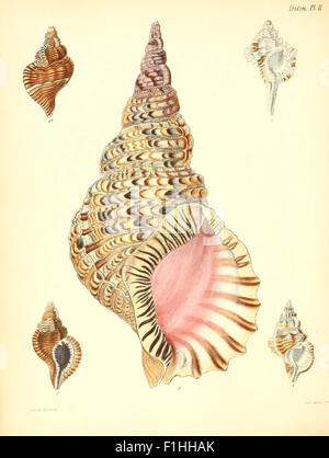 'Conchologia Iconica' presents illustrations of various mollusk species ...