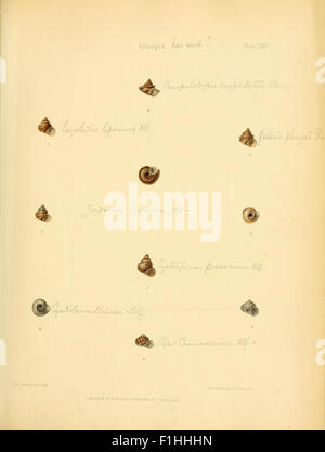 This early work on Indian zoology focuses on the classification and ...
