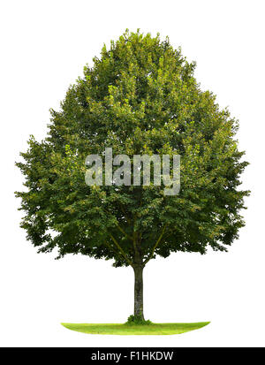 Green linden tree isolated on white background. Nature object Stock Photo