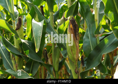 Field corn ripening on the stalk in a northern Illinois field. Stock Photo