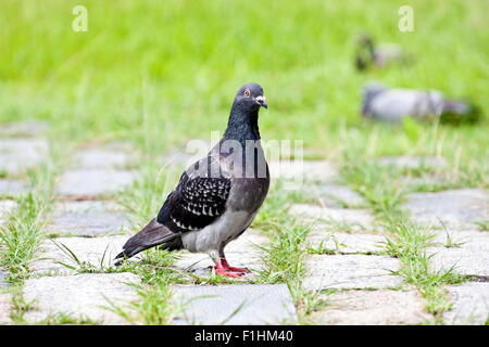 macro view of a pigeon standing on ground in spring Stock Photo