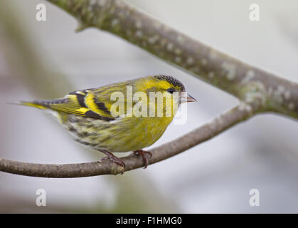 Male Siskin in my Mid-Wales garden in early Spring Stock Photo