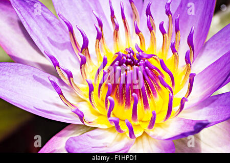 Close to a water lily 'Nymphaea alba' Stock Photo