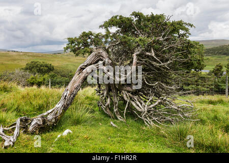 Juniper Juniperus communis North Pennines, Upper Teesdale, County Durham, UK Stock Photo