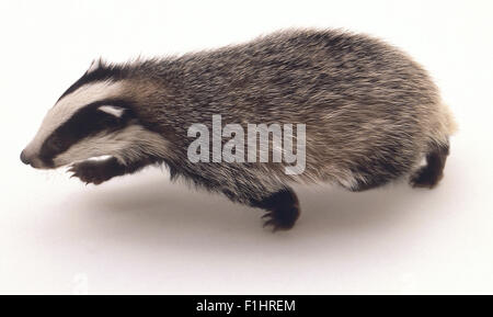 Meles meles (Old world badger, Eurasian Badger). Family Mustelidae. Badger cub walking from above.