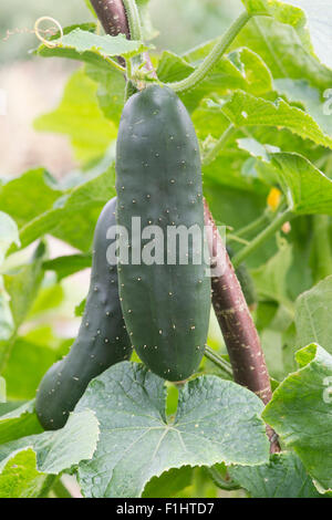 Cucumis Sativus. Cucumber fruit on the vine supported by a hazel stick frame Stock Photo