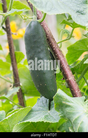 Cucumis Sativus. Cucumber fruit on the vine supported by a hazel stick frame Stock Photo