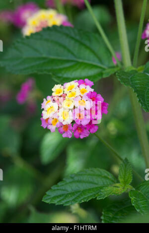 Lantana camara flowers Stock Photo