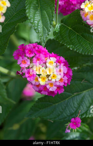 Lantana camara flowers Stock Photo