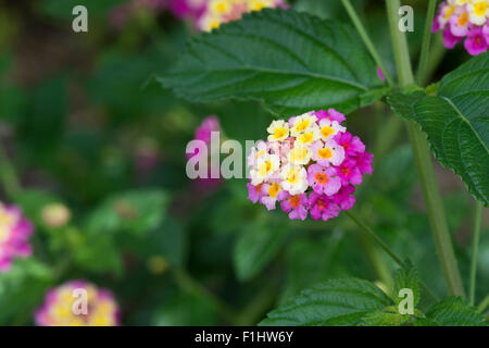 Lantana camara flowers Stock Photo