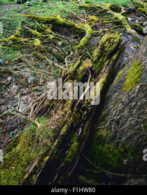 Moss covered tree roots on the shore of Loch Lomond at Ardlui, Argyll and Bute, Scotland, UK Stock Photo